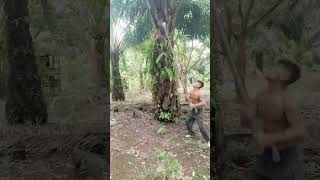 Palm Oil HARVESTING Secrets You Wont Believe part 14 palmoil palmoilplantation palmoilfarming [upl. by Bevvy]