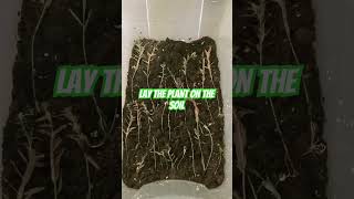 How To Grow Emersed Aquarium Plants 🌱 [upl. by Lozano]