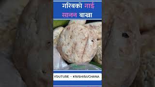 बाख्राको दुध। बाख्राको चिज। Goat Cheese  Benefits of t Cheese  Goa Milk krishisuchana goatmilk [upl. by Osrit]