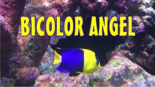 Reef Tank Species Spotlight Bicolor Angel [upl. by Constantine]