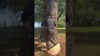 Dropping A Loblolly Tree With A Stihl Ms 661 treelife arborist lumberjack stihl arbortecfw [upl. by Martinson110]