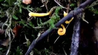 The Yellow Club Fungus Clavulinopsis helvola Spiers School Ayrshire [upl. by Birecree]