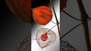 Exclusive First Look at interesting facts about lampion plant  Chinese lantern plant ytshorts [upl. by Thorndike]