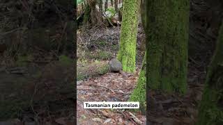 Bumped into Tasmanian Pademelon at MtField national park [upl. by Derraj835]