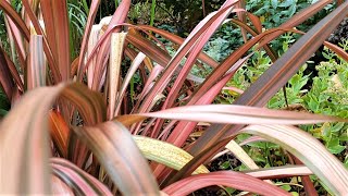 Phormium  New Zealand Flax  Pink Panther [upl. by Yenwat]