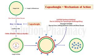 Caspofungin Introduction and Mechanism of Action  Antifungal Medicines  Caspofungin Pharmacology [upl. by Ralat]