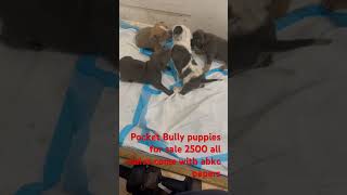 Get A Grip Pocket Bully puppies for sale 2500 all males trending explore viralvideo abkcbully [upl. by Nauqyt]