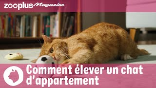 Kit de base pour chats dintérieur  Pour que votre chat dappartement se sente bien [upl. by Yatnuhs]