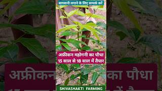 African mahogany trees plantation agriculture farming mahoganytree organicforming shortvideo [upl. by Dixil]