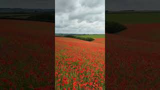 Wiltshire Poppy Fields in full bloom [upl. by Samuela]