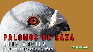 Palomas Buchonas de raza Luis Arcila [upl. by Gnat]