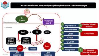 Fundamental concepts in endocrine physiology 11 [upl. by Arrait227]