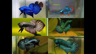 Wild betta Compilation of the most beautiful types by Franksbettas [upl. by Niklaus824]