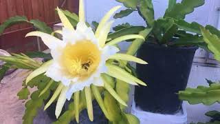 hylocereus undatus flower vs bee pollen [upl. by Ramyar]