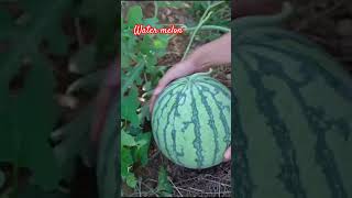 Water melon harvest farmfresh fruit farming agriculture nature melon shorts [upl. by Girish]