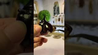 Pinning kumbang tanduk 🥰🪲 insektarium insectarium shorts [upl. by Julietta]