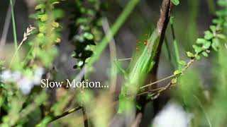 Stridulation of a Katydid [upl. by Prager]