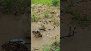 Quick Effective Quail trap technique ytshorts shortvideo youtubeshorts [upl. by Nazar]