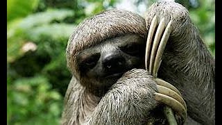 THE SLOTH MAMMAL [upl. by Jakob]