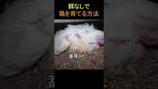 餌なしで鶏を育てる方法 [upl. by Yntruoc]