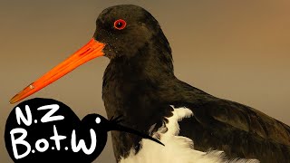 South Island pied oystercatcher  New Zealand Bird of the Week [upl. by Heddi]