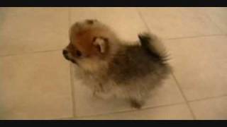 Pomeranian Puppieswmv [upl. by Prudence]