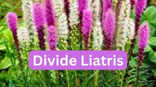 How To Divide Liatris Blazing Star Gayfeather [upl. by Obeded299]