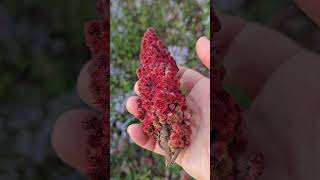 Staghorn Sumac Rhus typhina [upl. by Bedell]