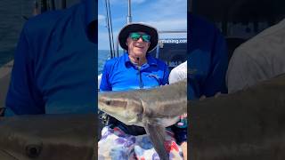 Some great times of late fishing herveybay adventure outdoors herveybaysportfishing cobia [upl. by Nylime]