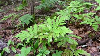 Onoclea sensibilis Sensitive Fern [upl. by Nylyram]