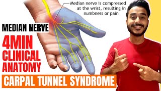 carpal tunnel syndrome clinical anatomy of median nerve  median nerve clinical anatomy [upl. by Ayom]