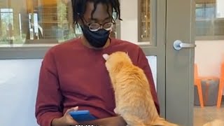 When the Cat at the adoption center chooses you 🧡 [upl. by Lamphere]