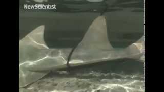 Rare chainsaw shark gets tagged by hand [upl. by Goldi]