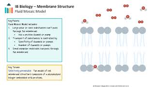 Membrane Structure IB Biology SLHL [upl. by Akemad]