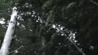 🐝 Cicada Sounds in a Japanese Forest  Real Japan Monsters  日本の森のセミの音  日本のモンスター [upl. by Rehc]