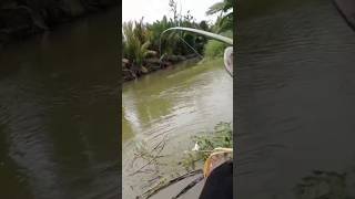 mancing di sarang kakap kelapa malah dapat penunggu muara shorts [upl. by Eioj]