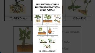 Reproducción asexual o multiplicación vegetativa de las plantas 👨🏻‍🌾 🌱 agricultura agro [upl. by Aiekam]