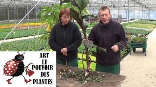 chaine de jardin canna Comment arroser et faire lHivernage plante annuelle [upl. by Cherish]