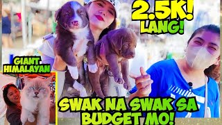 HANAP MO BA MURANG PETS NASA GROTTO PET MARKET YAN [upl. by Enoch]