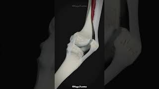 🦴 BIOMECÁNICA Clínica de la RODILLA 🦵 fisioterapia anatomía [upl. by Hbaruas413]