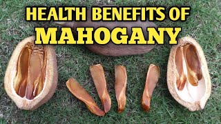 MEDICINAL BENEFITS OF MAHOGANY TREE [upl. by Franek]