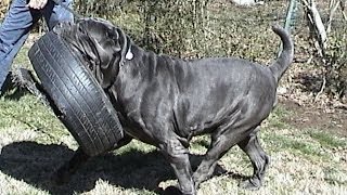 Largest Neapolitan Mastiff Champion BestinShow winner CH Samson [upl. by Nell]