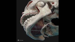 Action of mylohyoid muscle [upl. by Ahcsim]