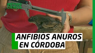 MÉTODO CIENCIA  ANFIBIOS ANUROS EN CÓRDOBA [upl. by Moscow]