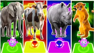 Funny Elephant 🆚 Funny Cow 🆚 Funny Rhino 🆚 Funny Kinkajous Coffin Dance Song 🎶🎶 [upl. by Anura140]