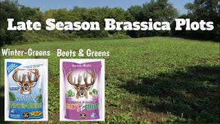 Late Season Brassica Fall Food Plots  Imperial Whitetail Wintergreens and Beets amp Greens [upl. by Michaelina849]