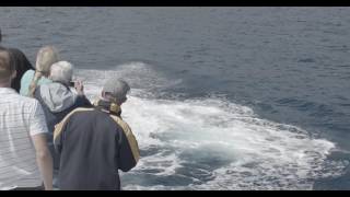 Whale Watching Hervey Bay Up Close and Personal [upl. by Pansir785]