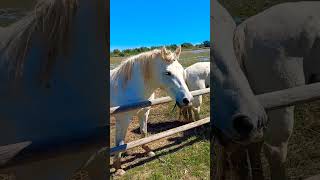 Unicornios sin cuernos 🦄🦄🦄🌈🩷 sofi barcelona unicorn unicórnio bici caballos [upl. by Ecyla872]