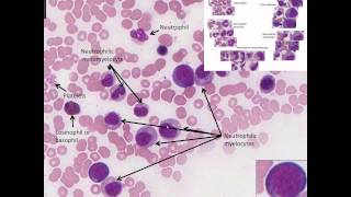 Hematopoiesis Simplified  Part 2 Granulopoiesis [upl. by Gifferd]