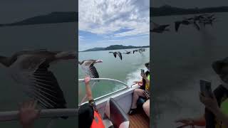 Birds flies alongside our boat  captured in stunning slow motion [upl. by Clintock714]